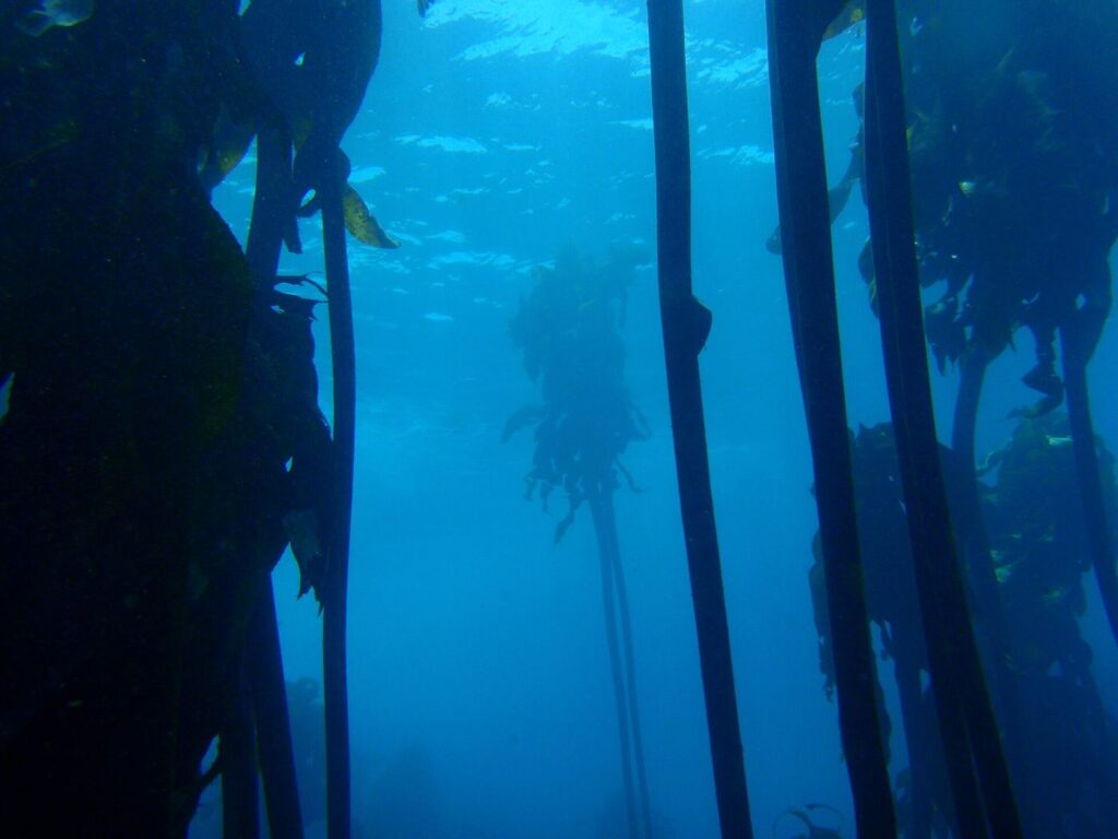 diver swimming through a tall kelp forest underwater