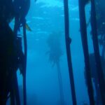 diver swimming through a tall kelp forest underwater