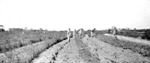 A farmer walking through green crop fields